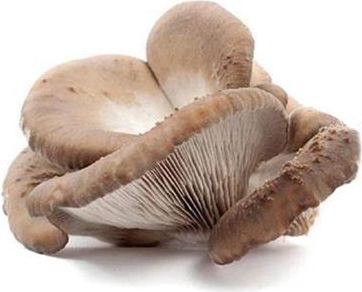 Funghi pleurotus