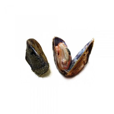 Cozze pelose